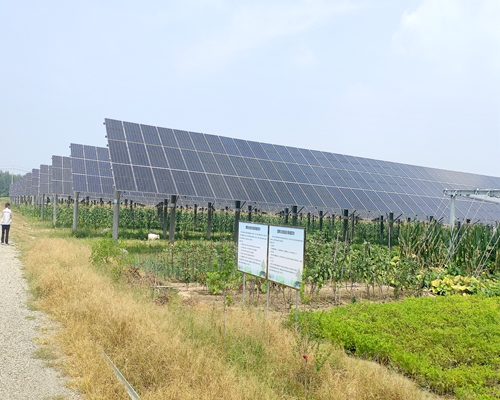 平度市崔家集鎮10MW現代光伏農業項目